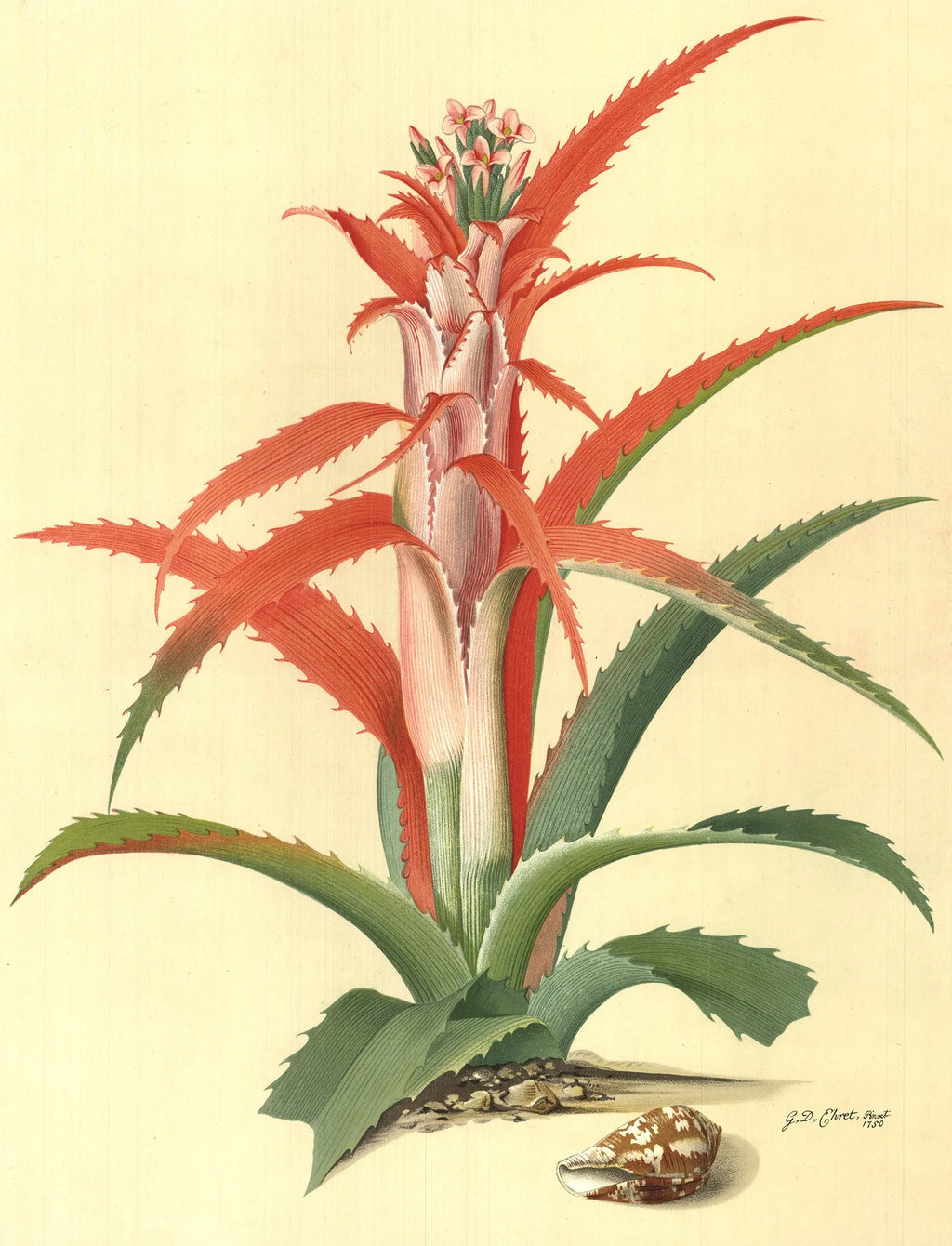 Botanical exhibition lithograph poster by Georg Dionysius Ehret, featuring detailed plant illustrations from 1958.