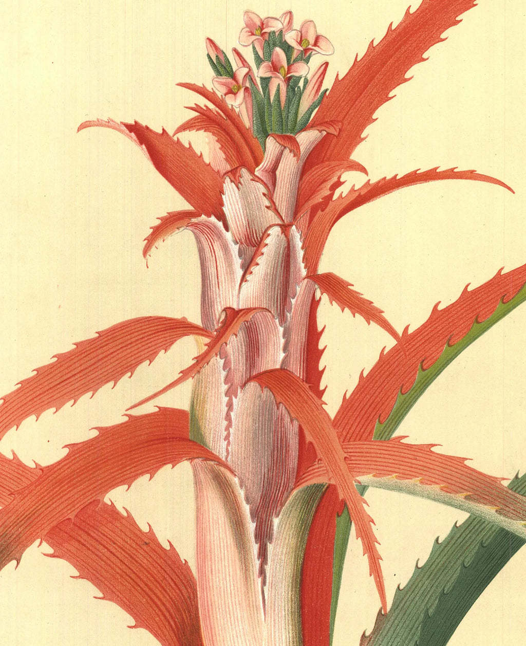 Vintage Georg Dionysius Ehret 1958 botanical lithograph poster featuring detailed plant illustrations in vibrant colors.