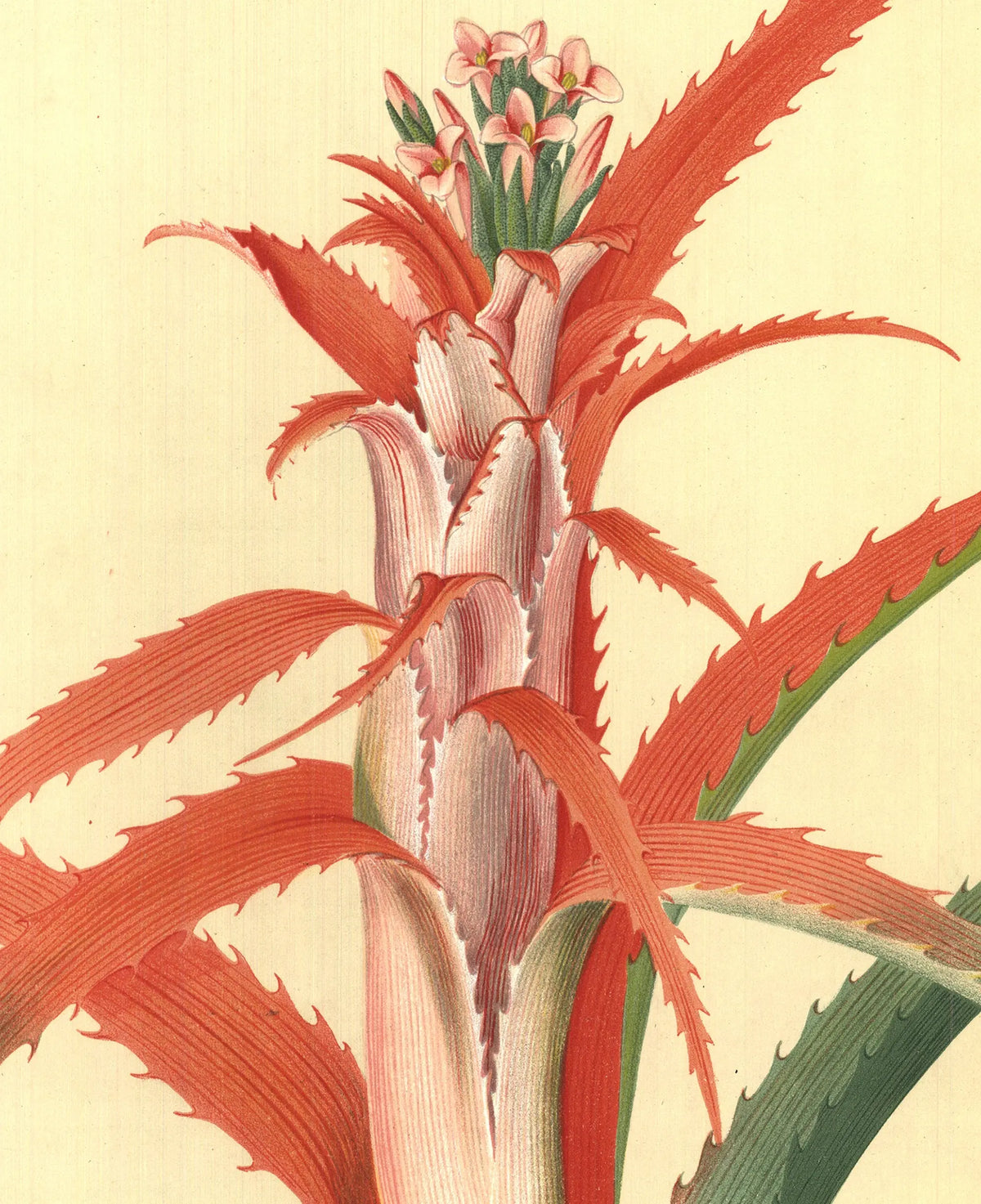 Vintage Georg Dionysius Ehret 1958 botanical lithograph poster featuring detailed plant illustrations in vibrant colors.