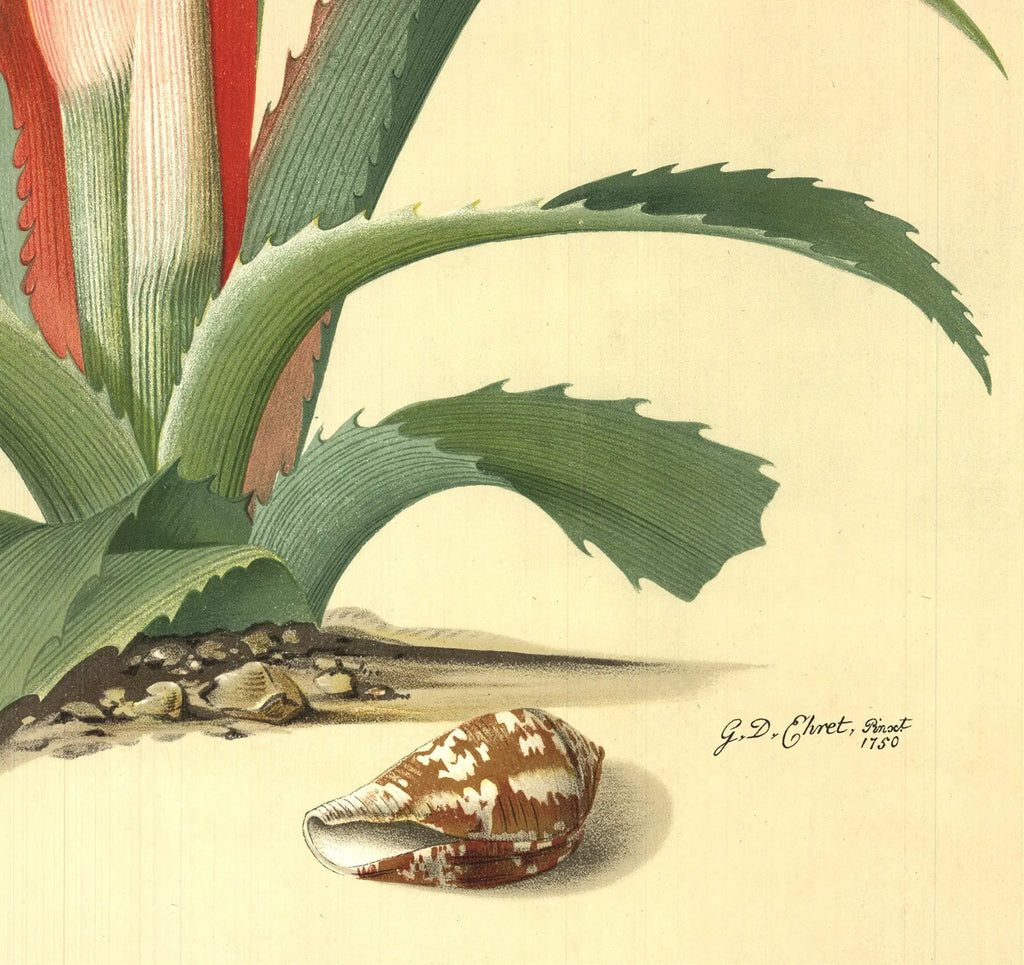 Botanical lithograph poster by Georg Dionysius Ehret from 1958 featuring detailed plant illustrations.