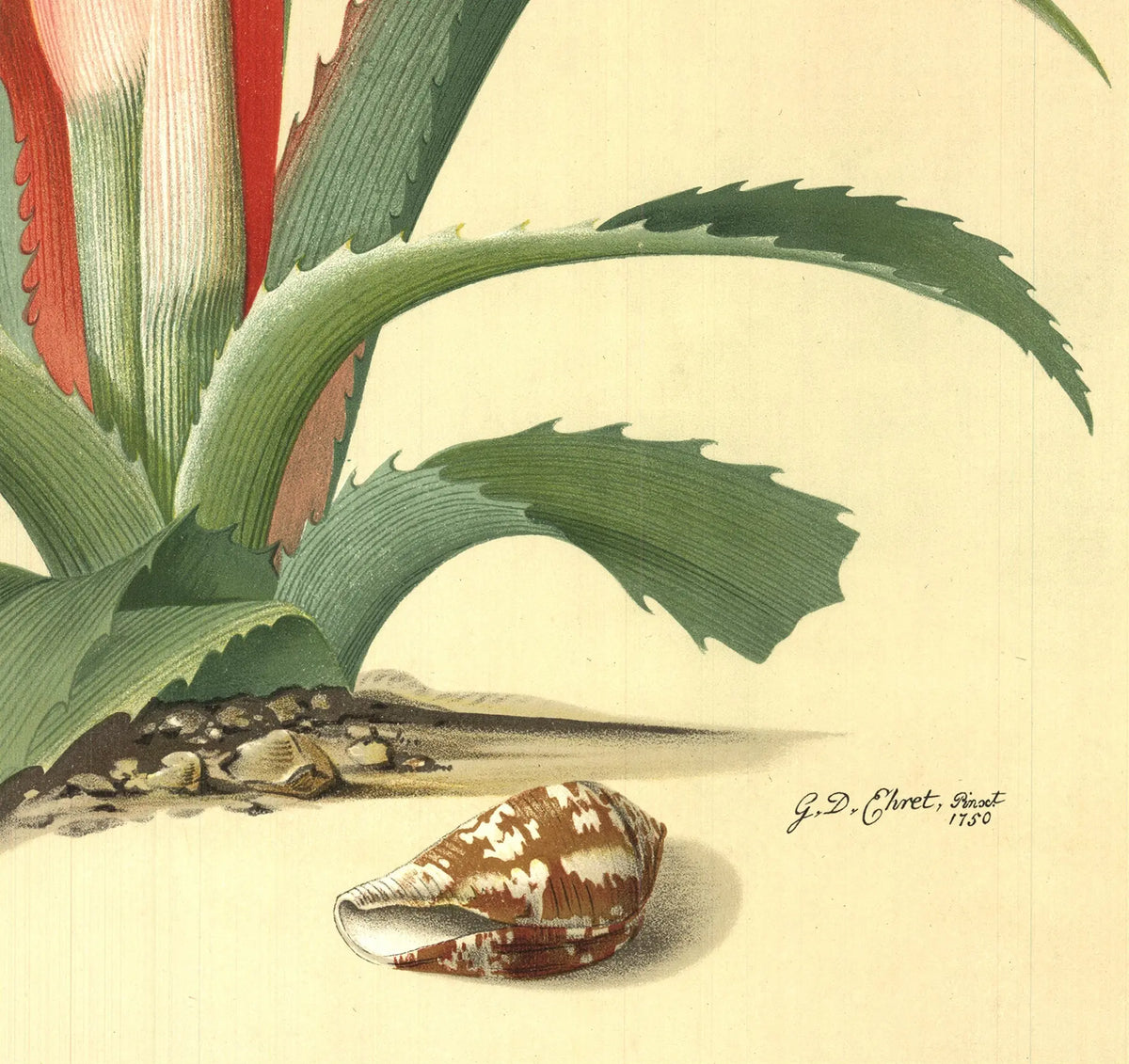 Botanical lithograph poster by Georg Dionysius Ehret from 1958 featuring detailed plant illustrations.