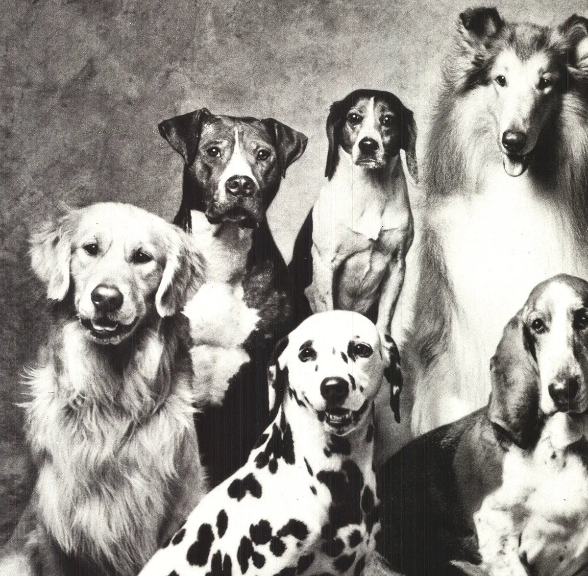 Vintage Howard Bernman Family of Dog offset lithograph poster from 1989, featuring a detailed illustration of a family of dogs.
