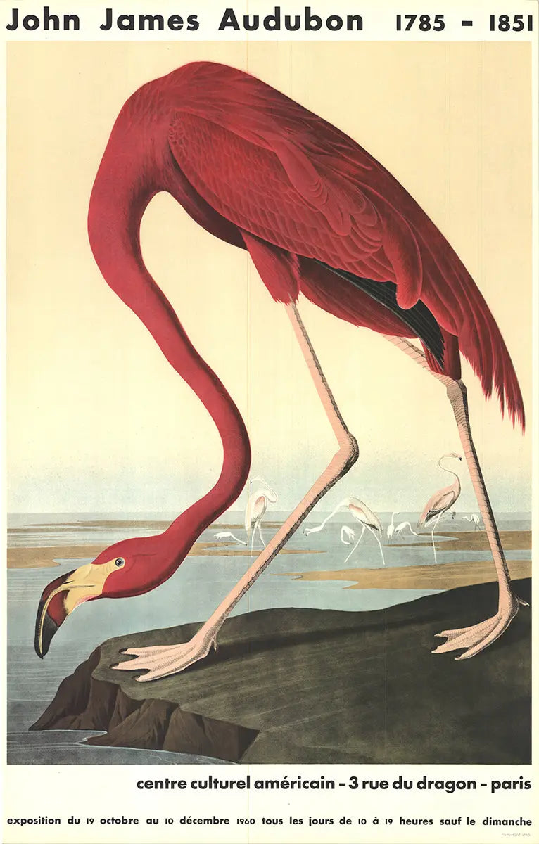 Original 1960 John James Audubon American Flamingo Mourlot lithograph poster showing vibrant pink flamingo in natural habitat.