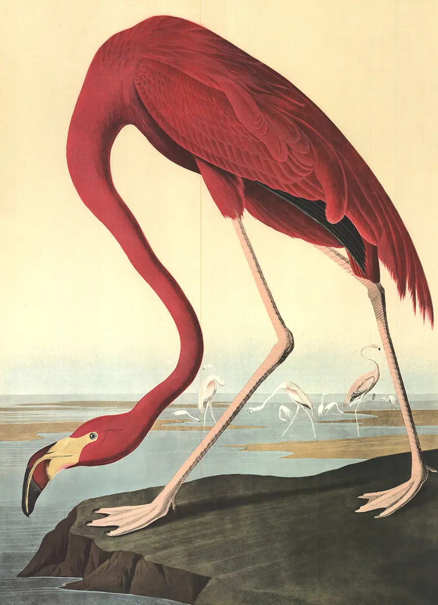 Original 1960 John James Audubon American Flamingo lithograph poster, vibrant bird artwork from the Mourlot collection.