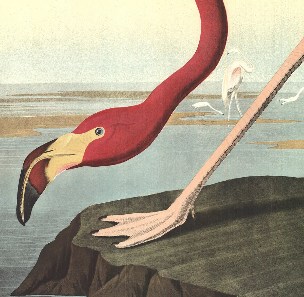 Original 1960 John James Audubon American Flamingo lithograph poster, featuring vibrant flamingo artwork by Audubon.