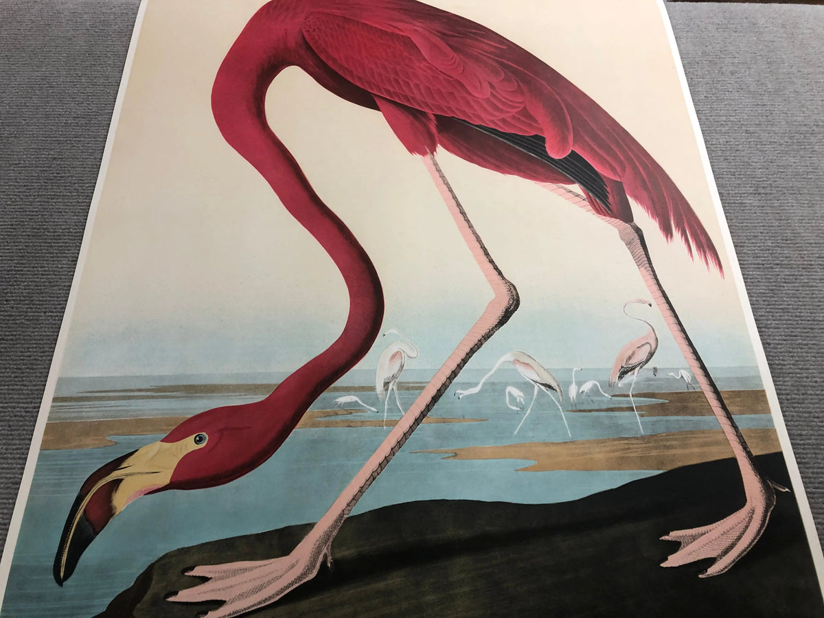 Original 1960 John James Audubon American Flamingo Mourlot lithograph poster showing a vibrant flamingo perched on a branch.