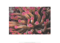 Leni Riefenstahl Tentacles of Giant Anemone limited edition 2002 poster featuring vivid tentacle artwork by the artist.