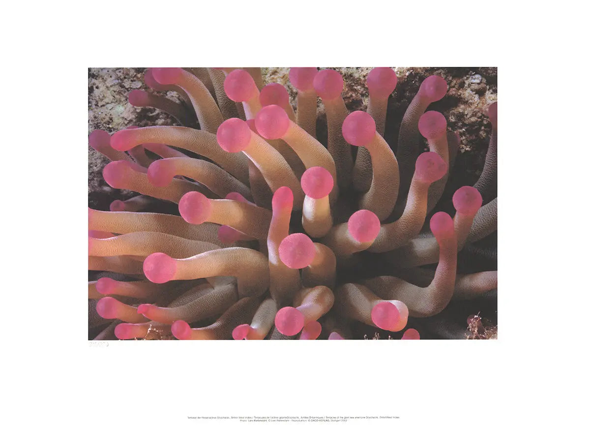 Leni Riefenstahl Tentacles of Giant Anemone limited edition 2002 poster featuring vivid tentacle artwork by the artist.