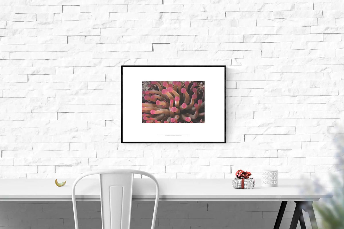 Limited edition 2002 Leni Riefenstahl poster featuring tentacles of a giant anemone, showcasing vibrant marine imagery.