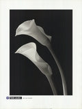 Black and white botanical lithograph art print of two lilies by Ney Tait Fraser, showcasing detailed floral artwork.