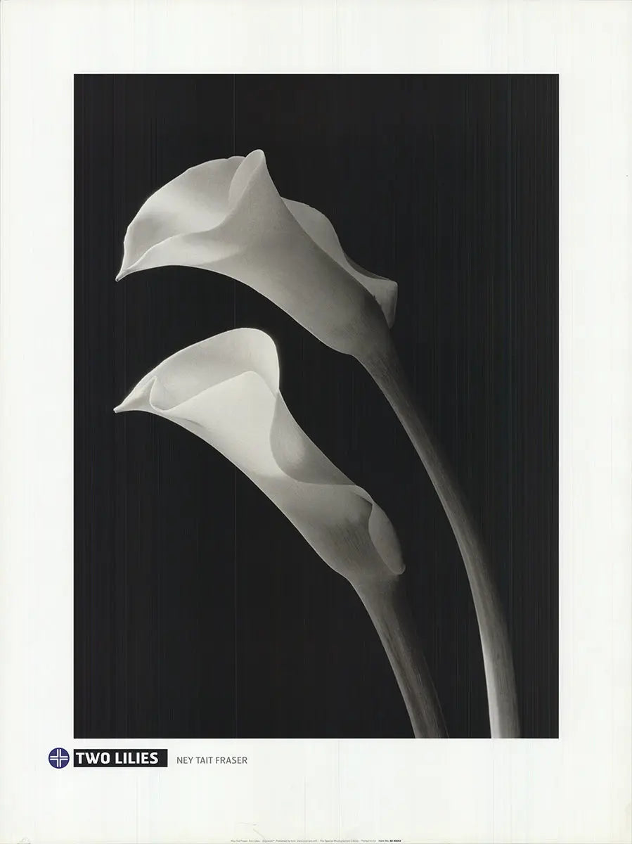 Black and white botanical lithograph art print of two lilies by Ney Tait Fraser, showcasing detailed floral artwork.