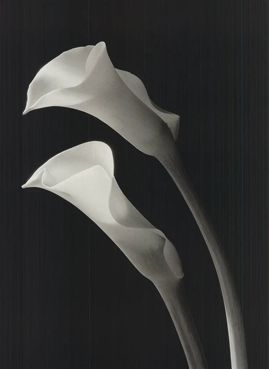 Black and white botanical lithograph art print of lilies by Ney Tait Fraser featuring detailed floral illustrations.