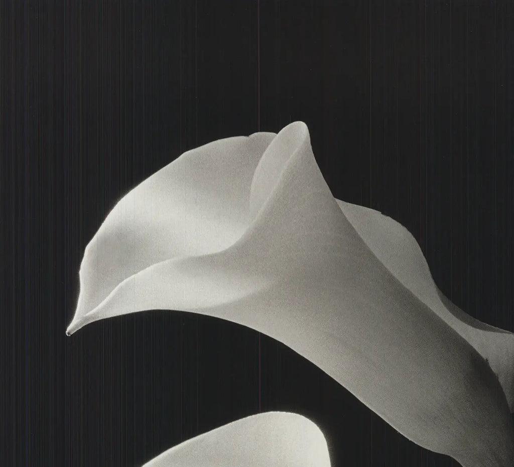 Black and white botanical lithograph art print of two lilies by Ney Tait Fraser, showcasing detailed floral illustration.
