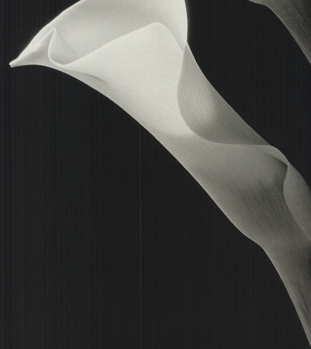 Black and white botanical lithograph art print of two lilies by Ney Tait Fraser, showcasing detailed floral illustration.