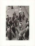 Black and white offset lithograph poster of penguins by Werner Bischof, titled "Penguins Day Out," featuring detailed wildlife imagery.