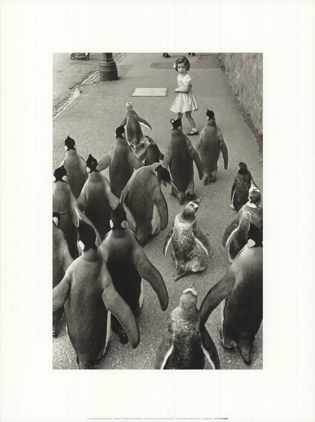 Black and white offset lithograph poster of penguins by Werner Bischof, titled "Penguins Day Out," featuring detailed wildlife imagery.